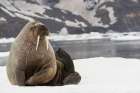 Walrus, Svalbard, Norway Art Print